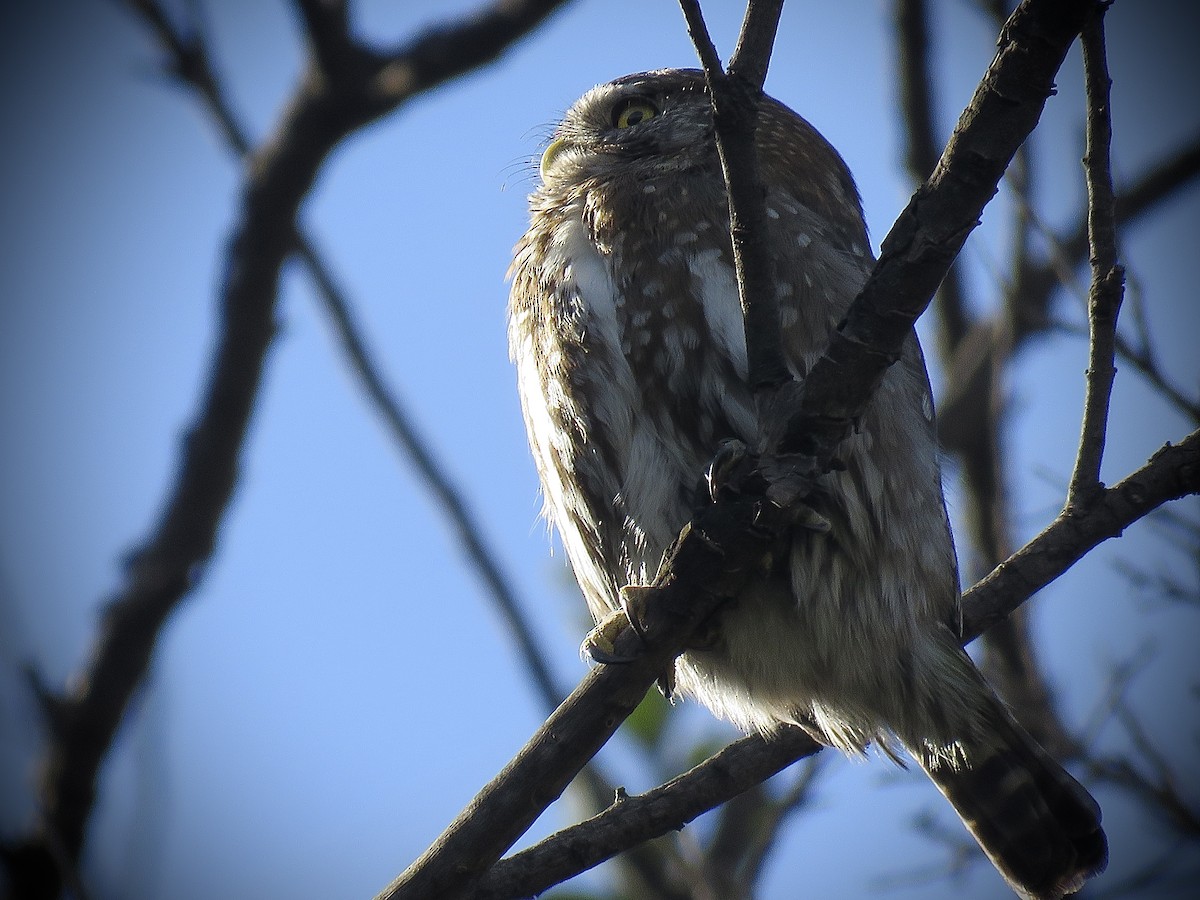 Austral Pygmy-Owl - ML638450528