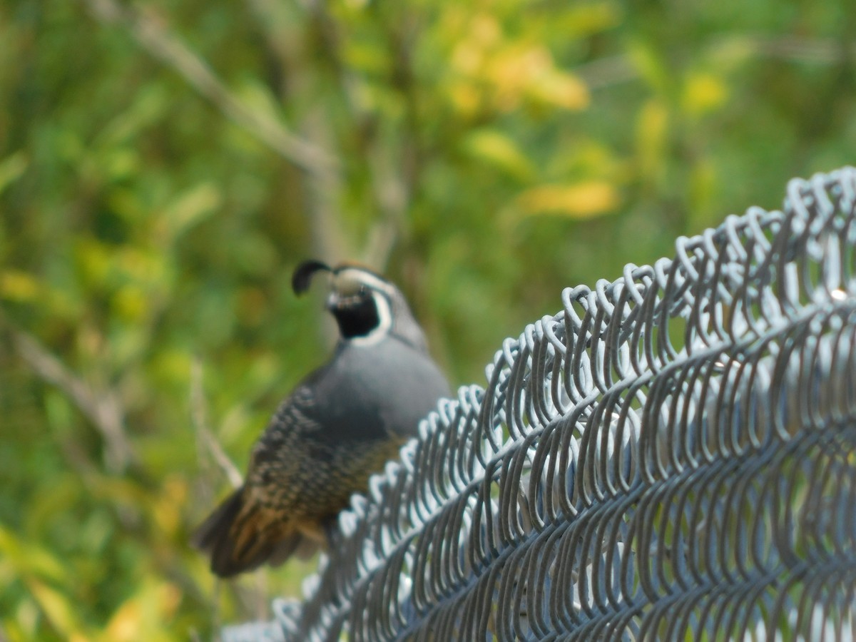 California Quail - ML638450529