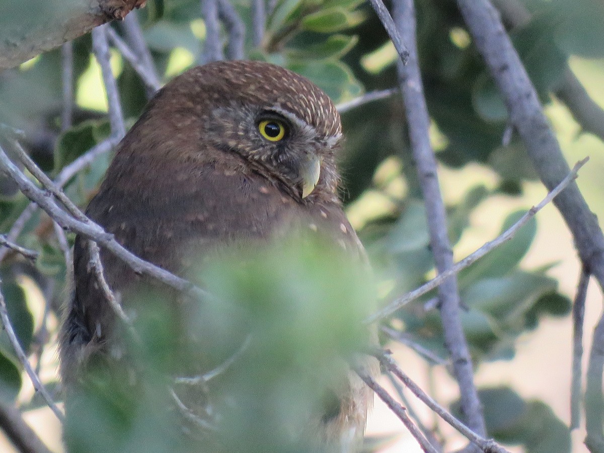 Austral Pygmy-Owl - ML638450531