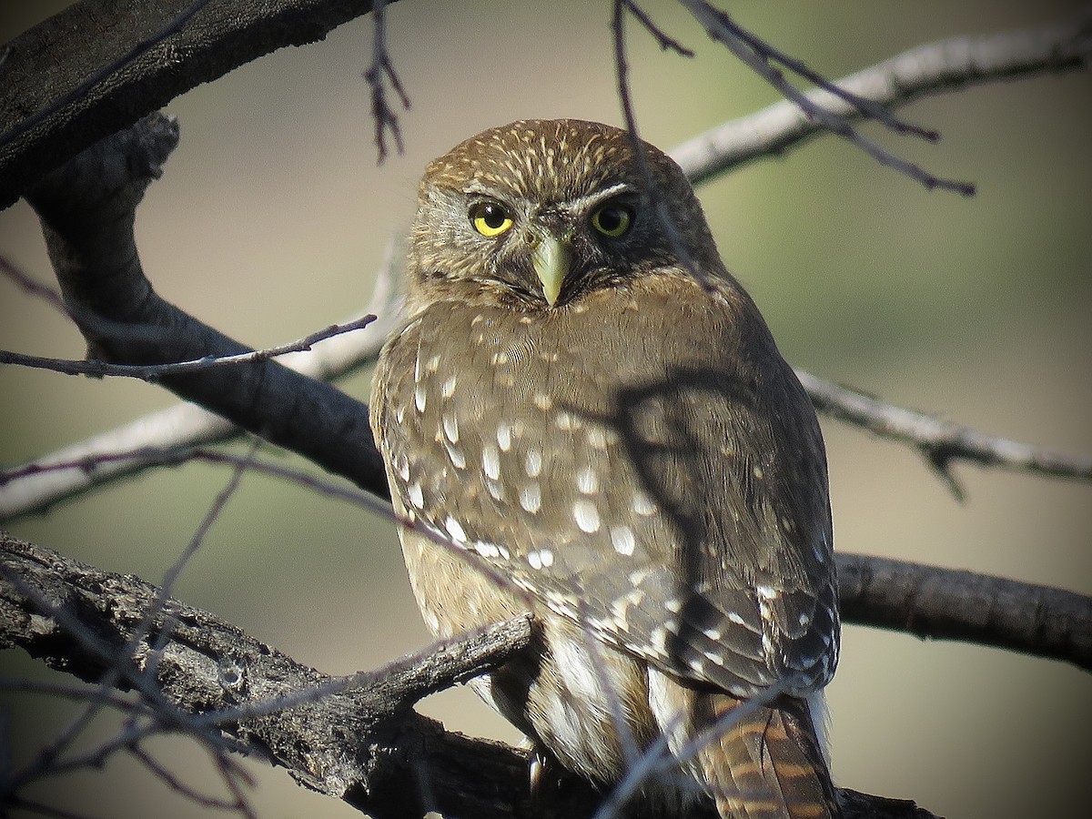 Austral Pygmy-Owl - ML638450532