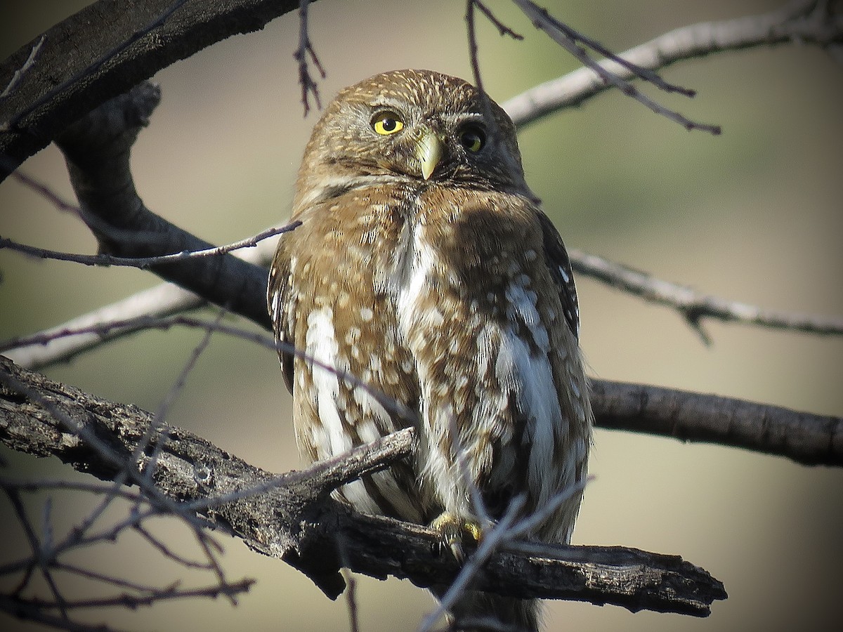 Austral Pygmy-Owl - ML638450533