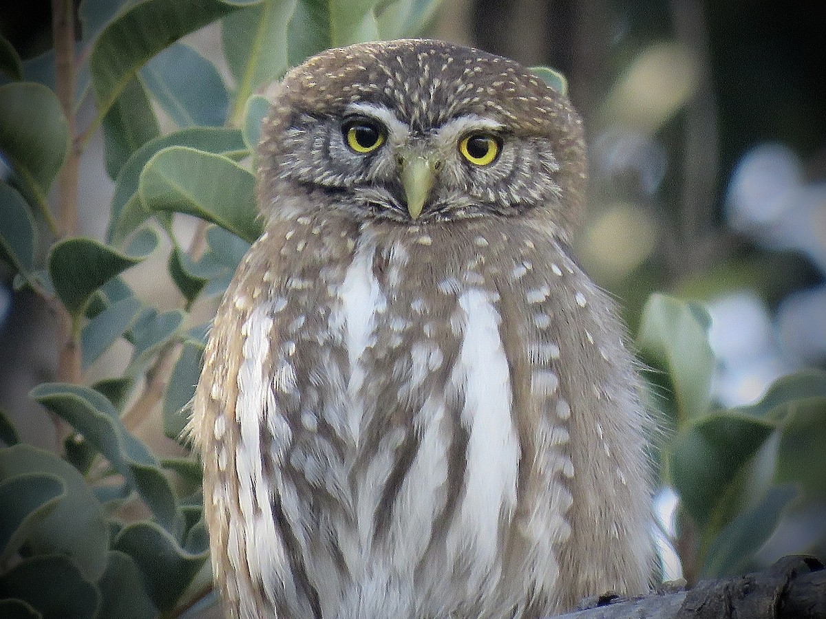 Austral Pygmy-Owl - ML638450534
