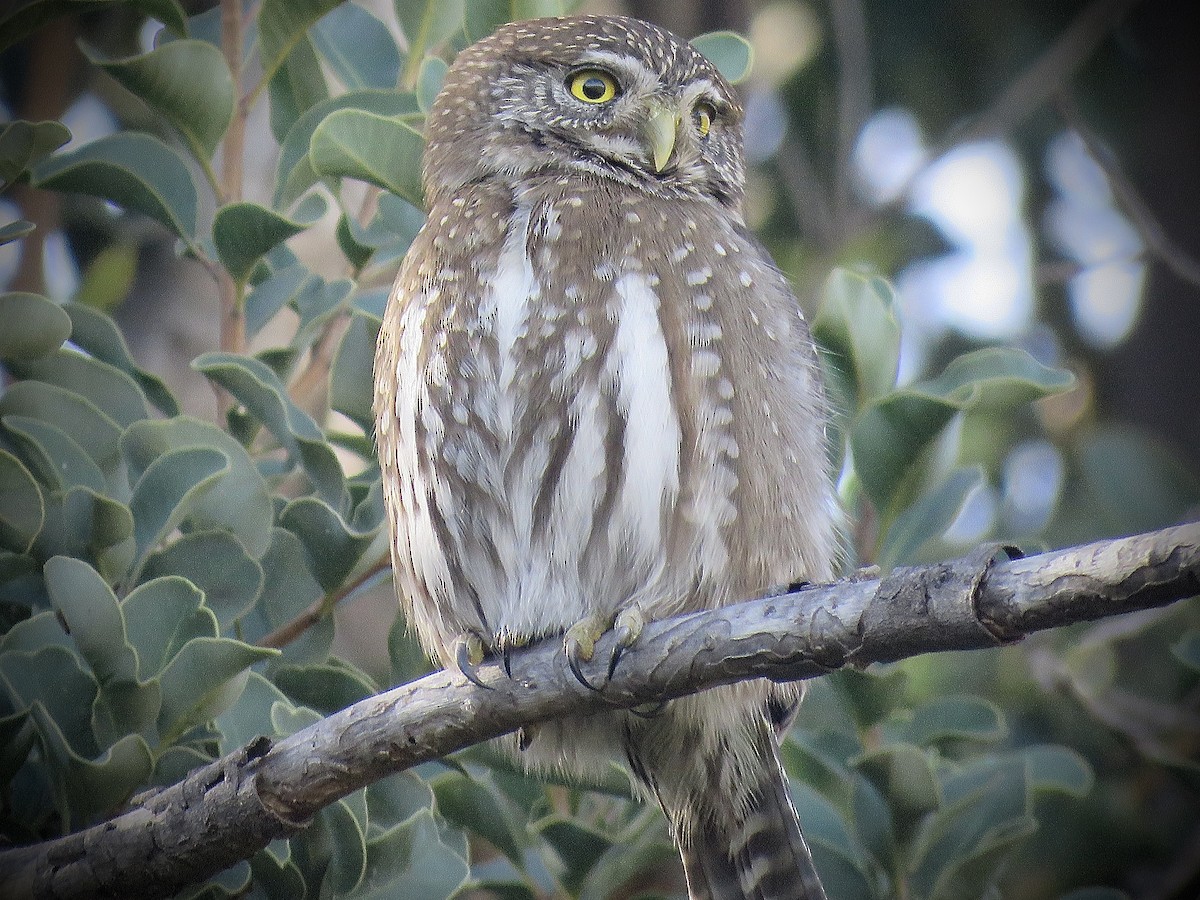 Austral Pygmy-Owl - ML638450535
