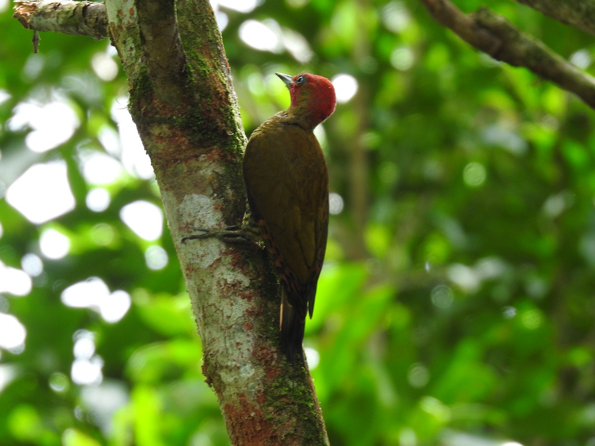 Rufous-winged Woodpecker - ML638450537