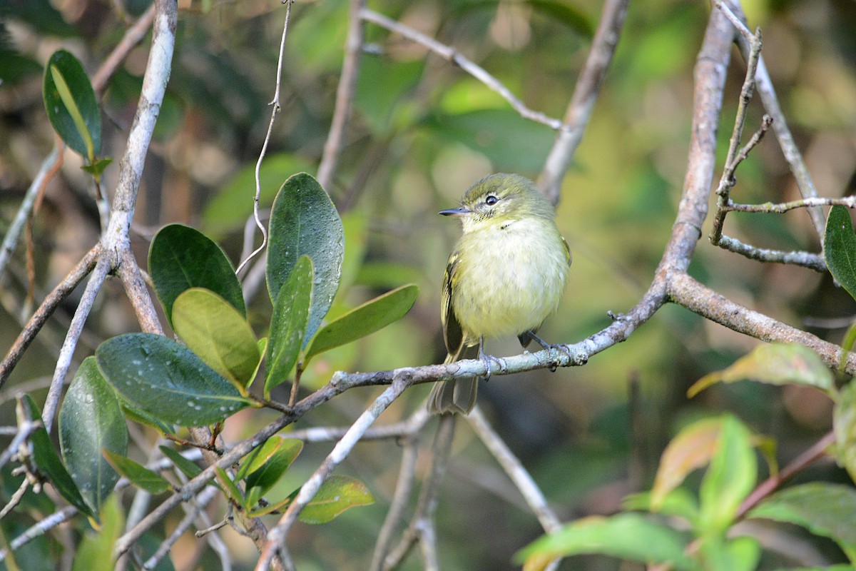 Restinga Tyrannulet - ML638450538