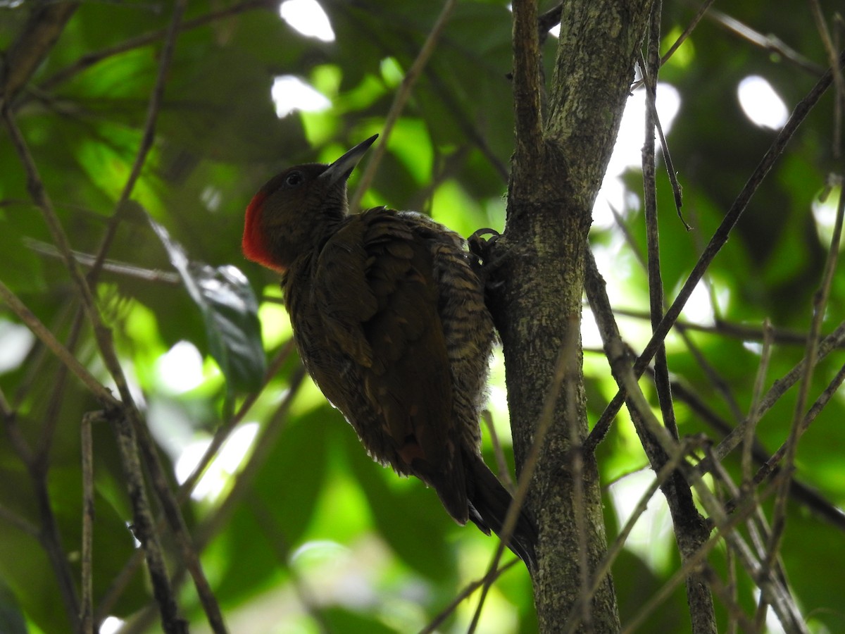 Rufous-winged Woodpecker - ML638450539