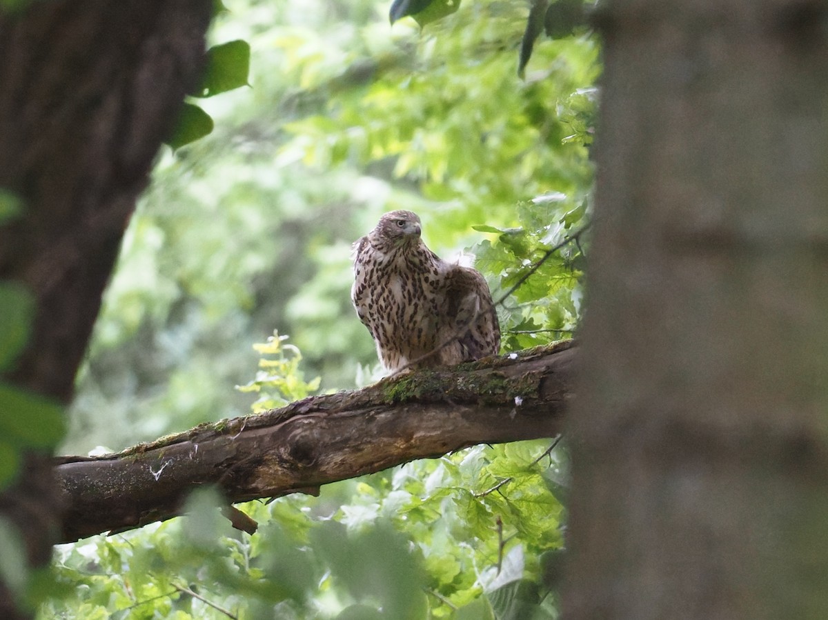 Eurasian Goshawk - ML638450547