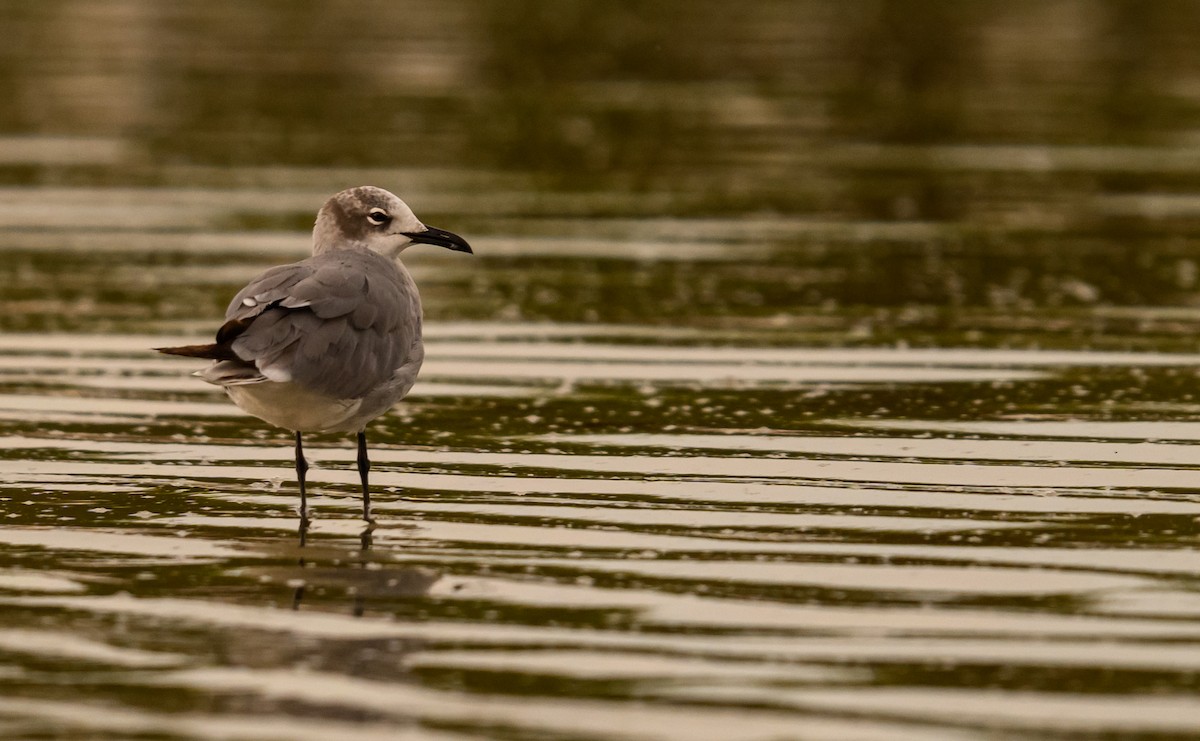 Mouette atricille - ML638450576