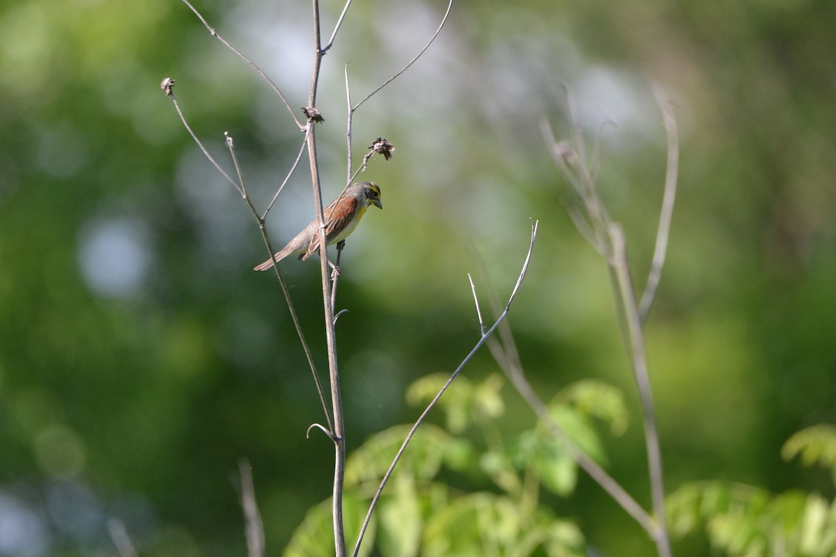 Dickcissel - ML638450596
