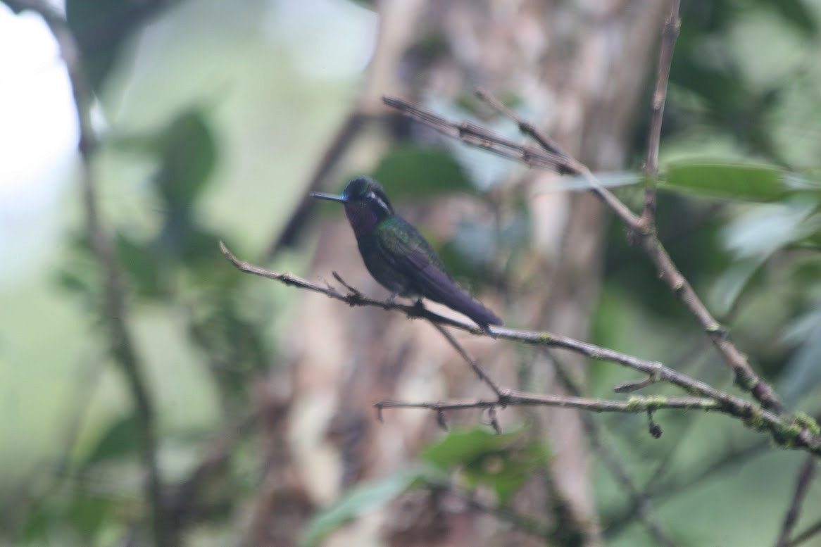 Purple-throated Mountain-gem - ML638450605