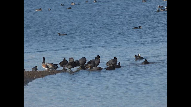 Red-gartered Coot - ML638450607