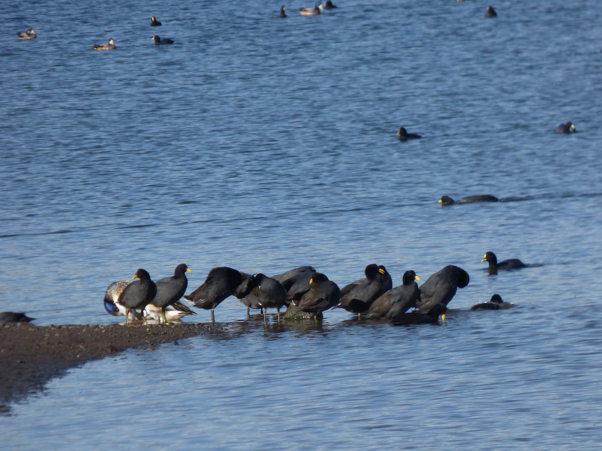 Red-gartered Coot - ML638450608