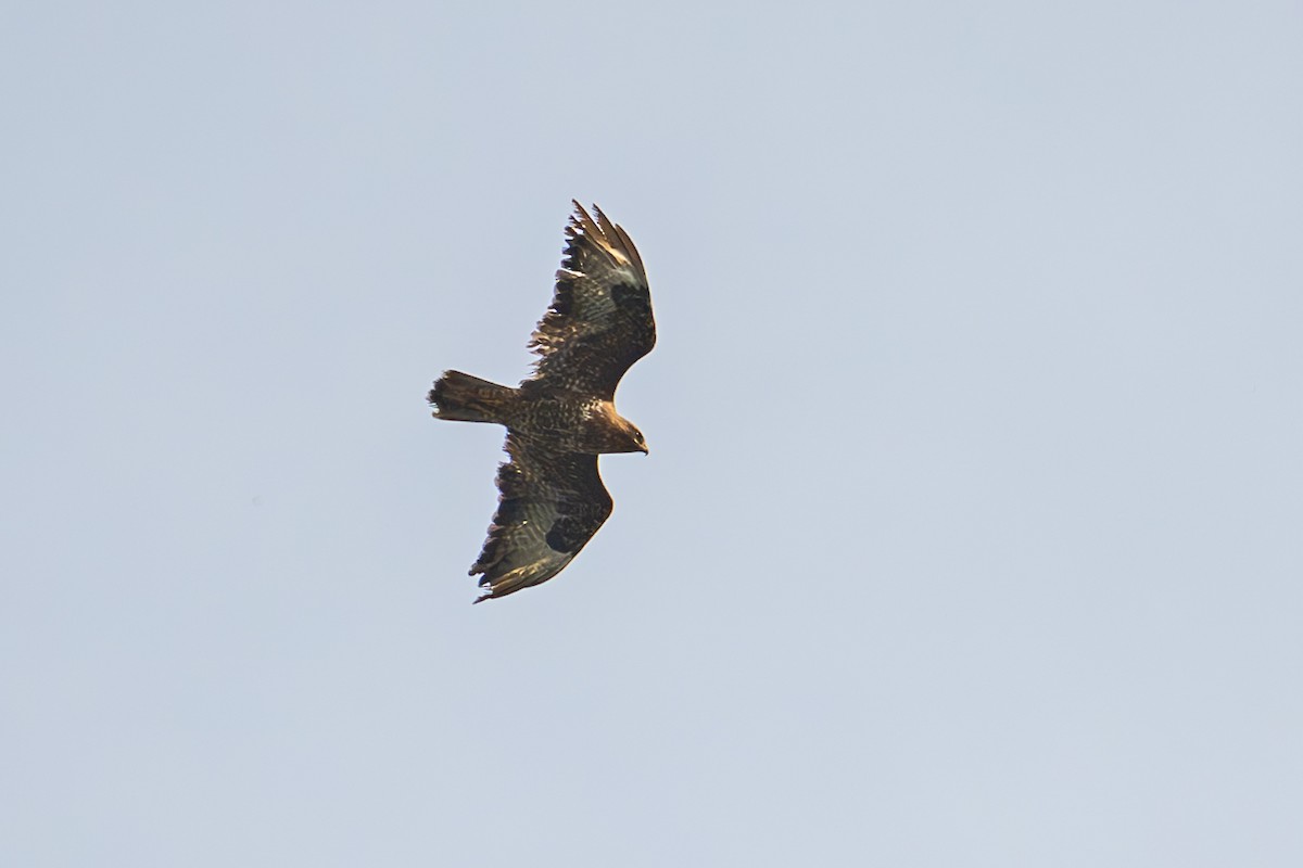 Common Buzzard (Western) - ML638450689