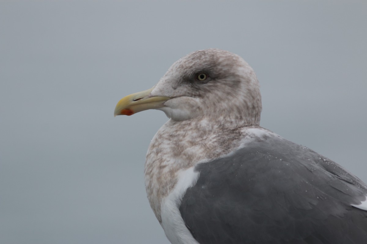 racek sp. - ML638450827