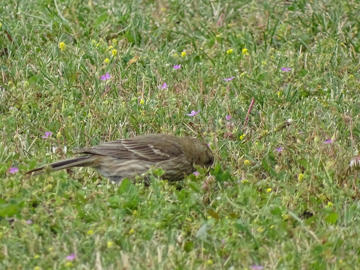 House Finch - ML638450849