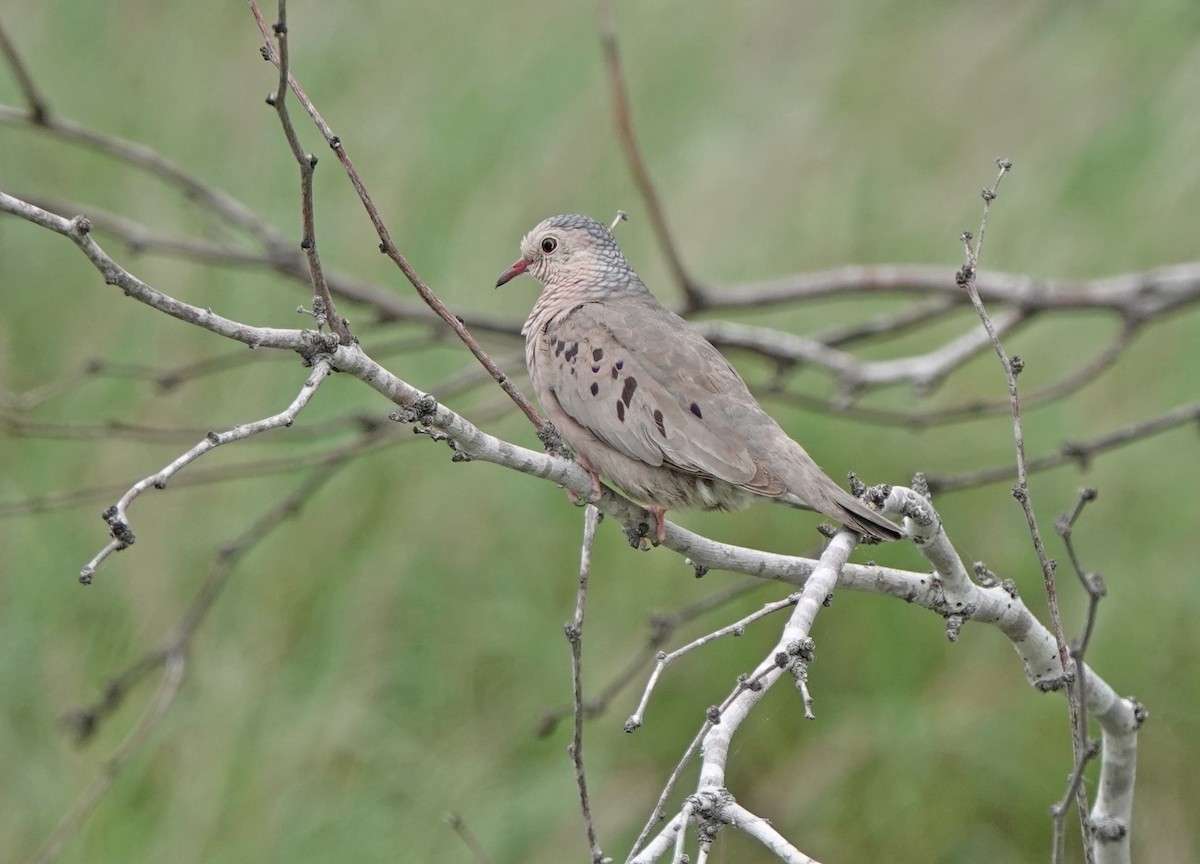 Common Ground Dove - ML638450875