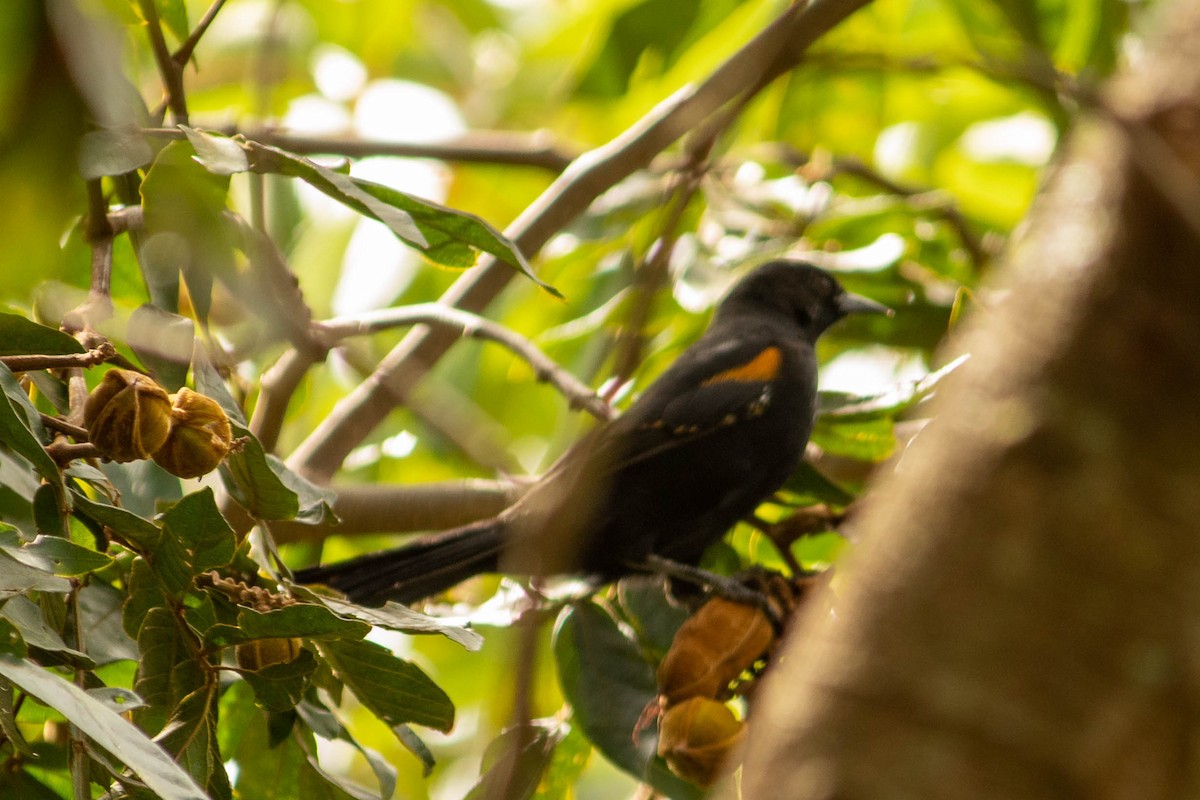 Variable Oriole - ML638450878