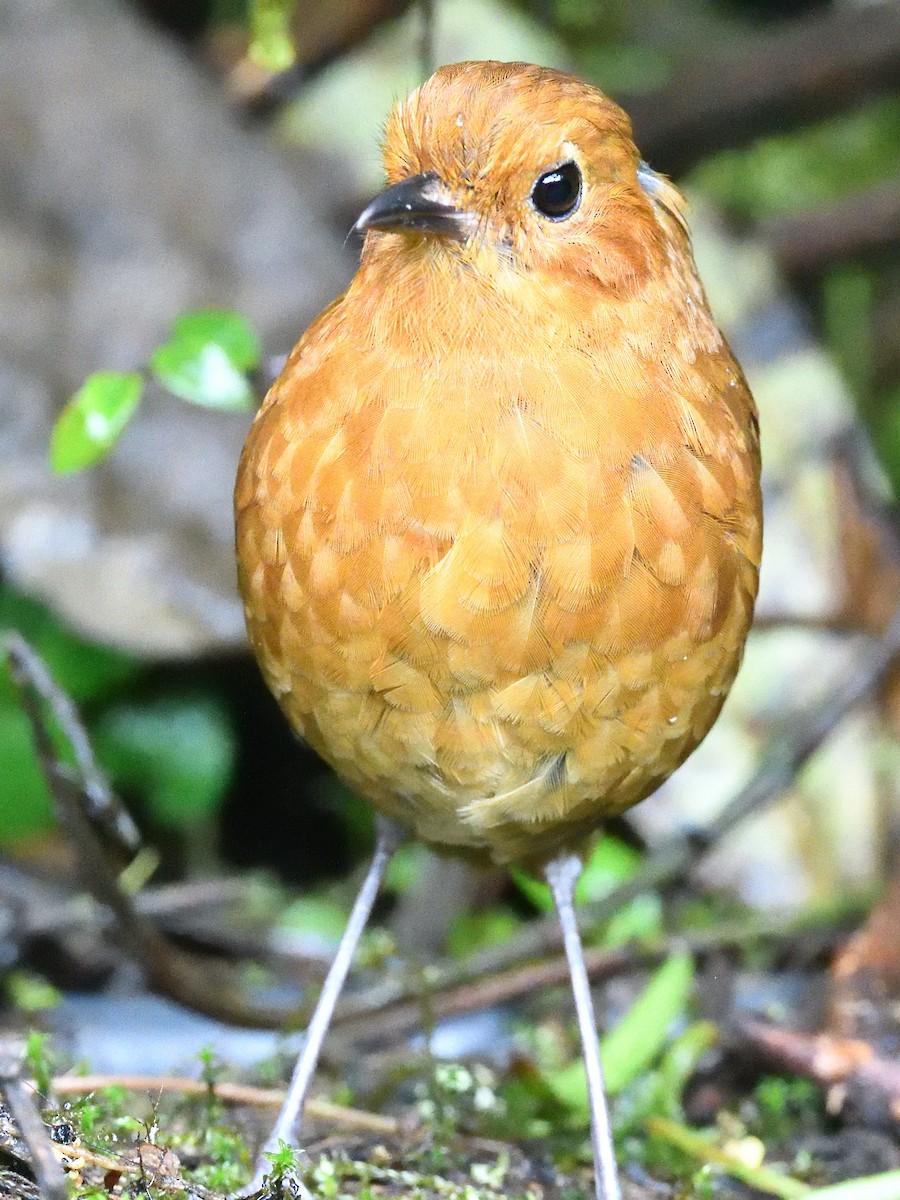 Equatorial Antpitta - ML638450883