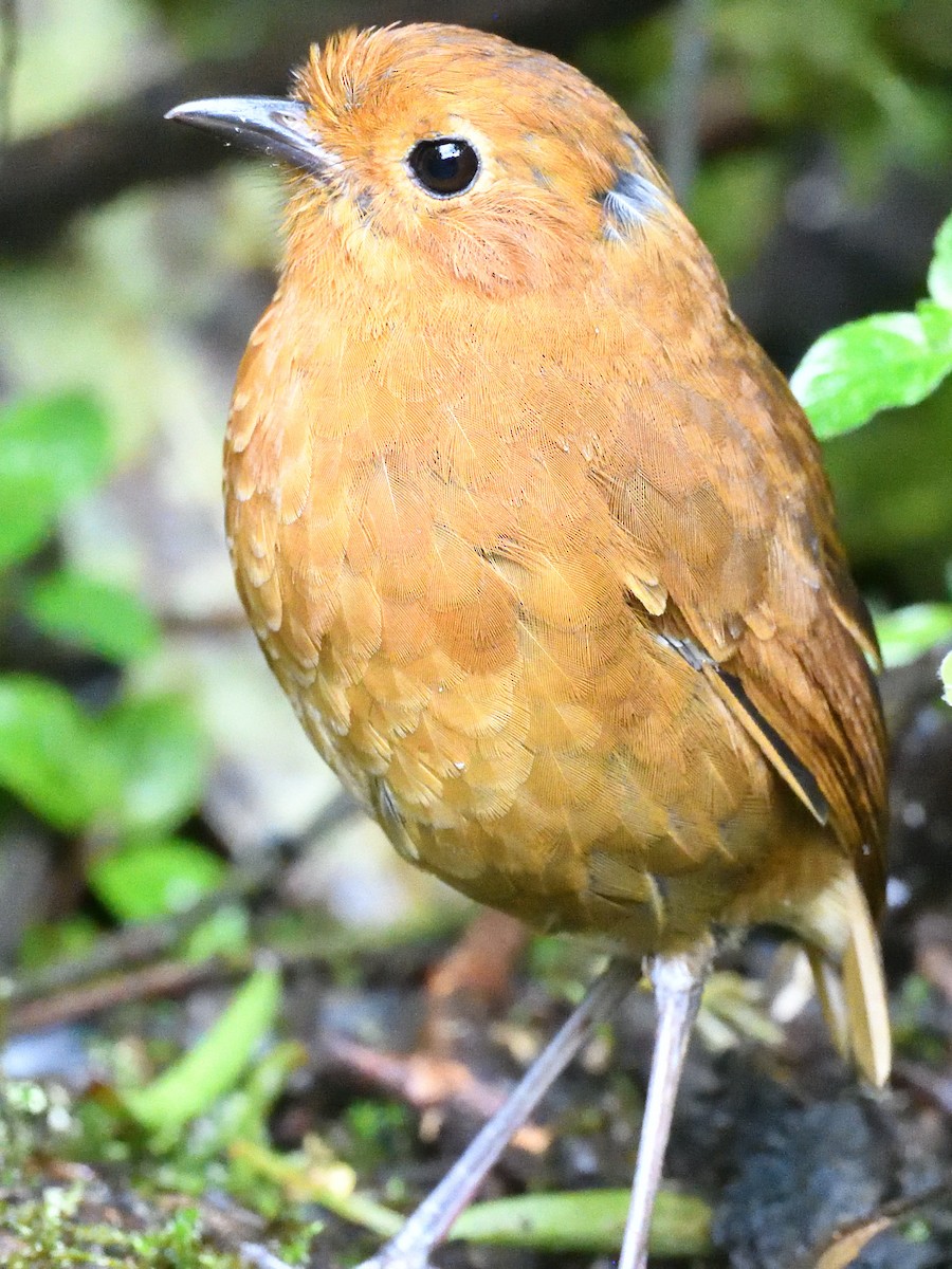 Equatorial Antpitta - ML638450884
