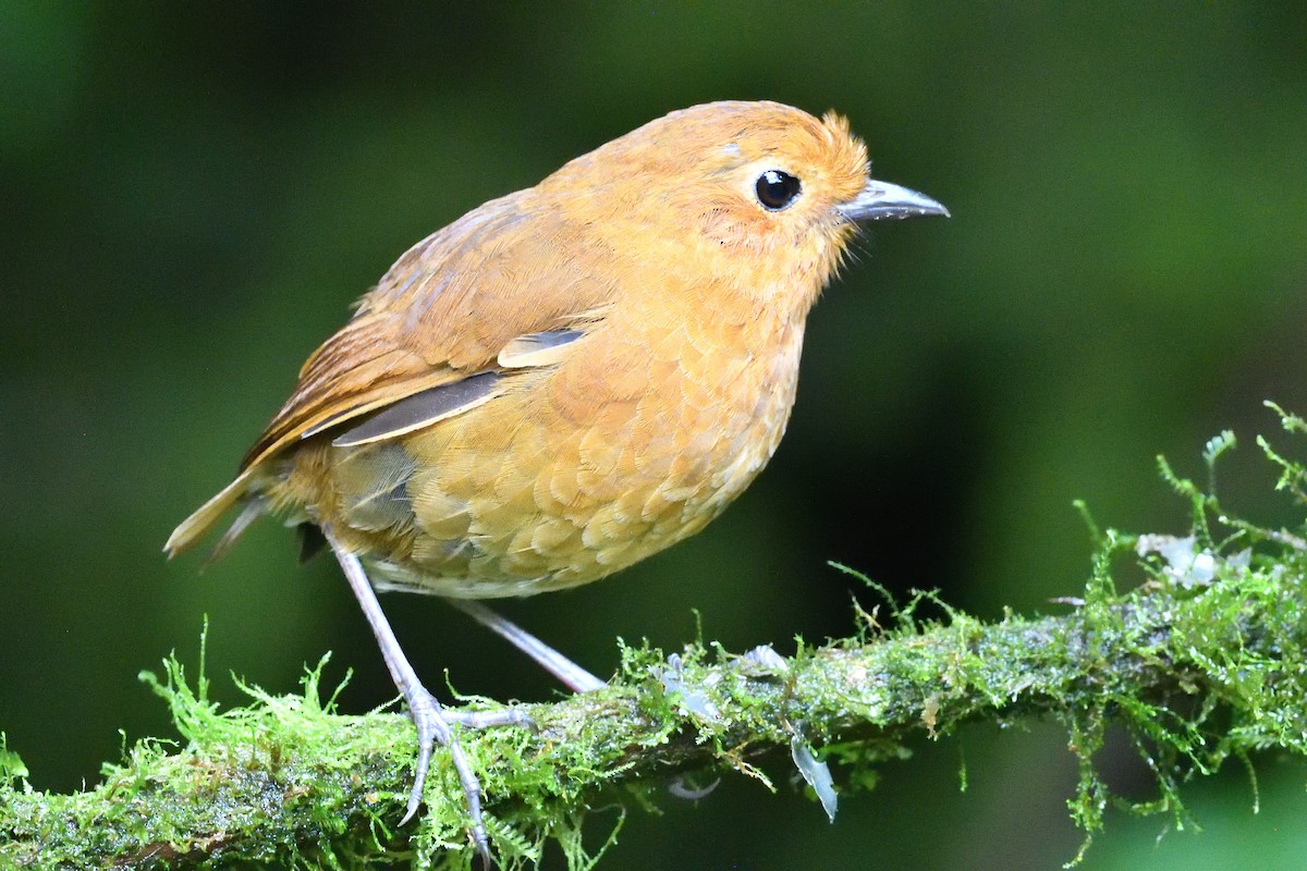 Equatorial Antpitta - ML638450886