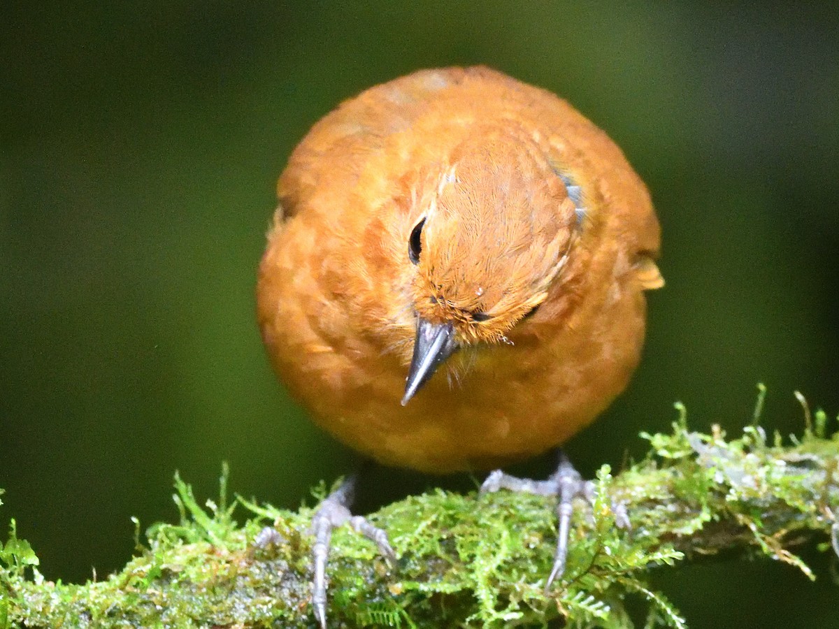 Equatorial Antpitta - ML638450914