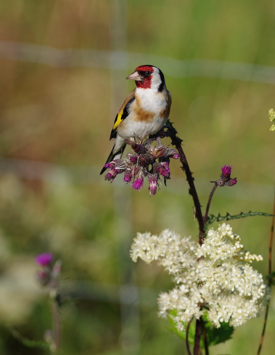 European Goldfinch - ML638450924