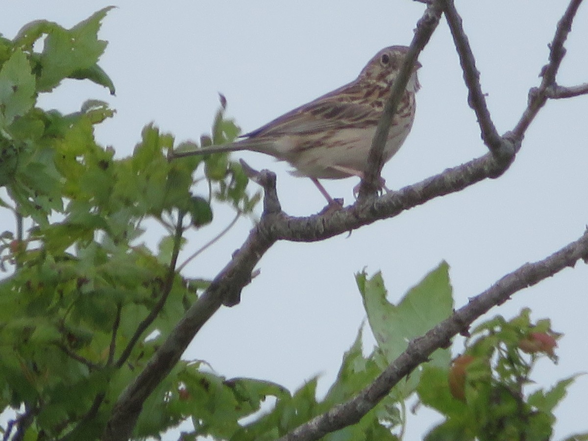 Vesper Sparrow - ML638450931