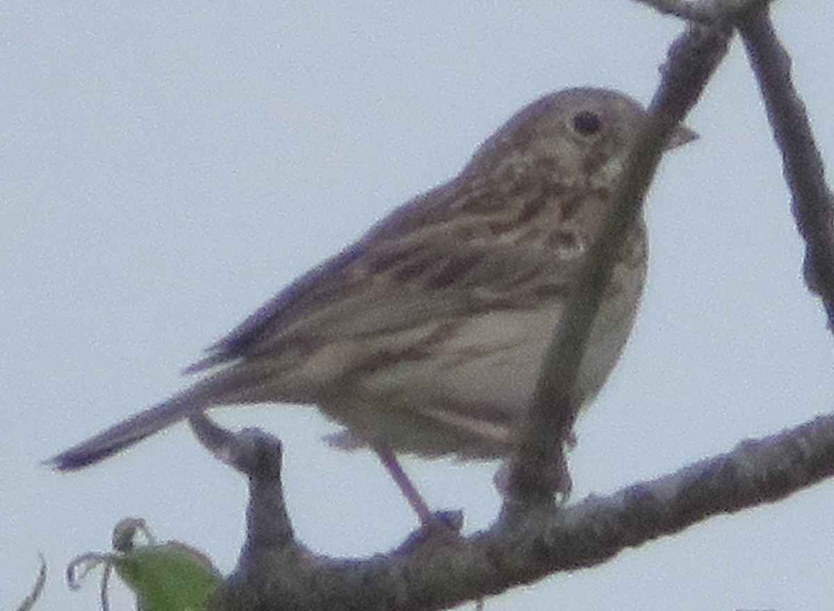 Vesper Sparrow - ML638450932