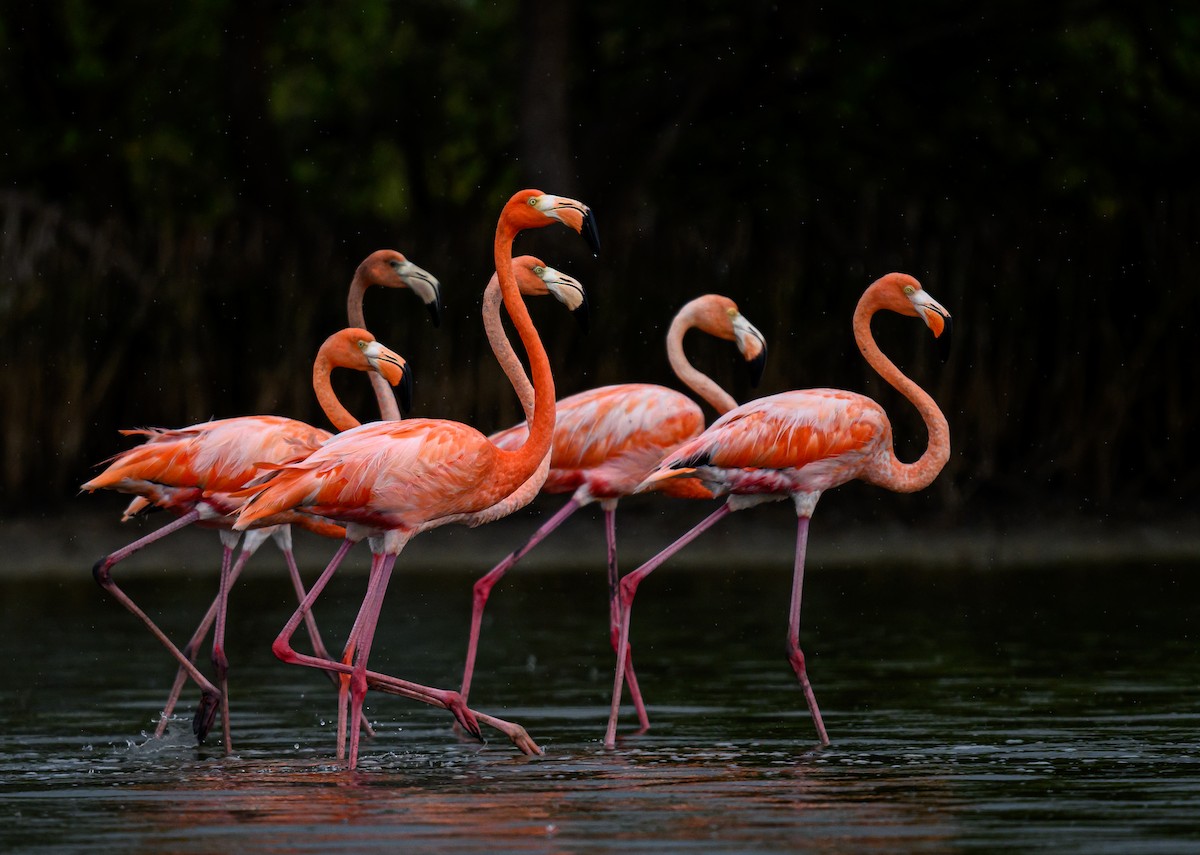 Flamant des Caraïbes - ML638450941