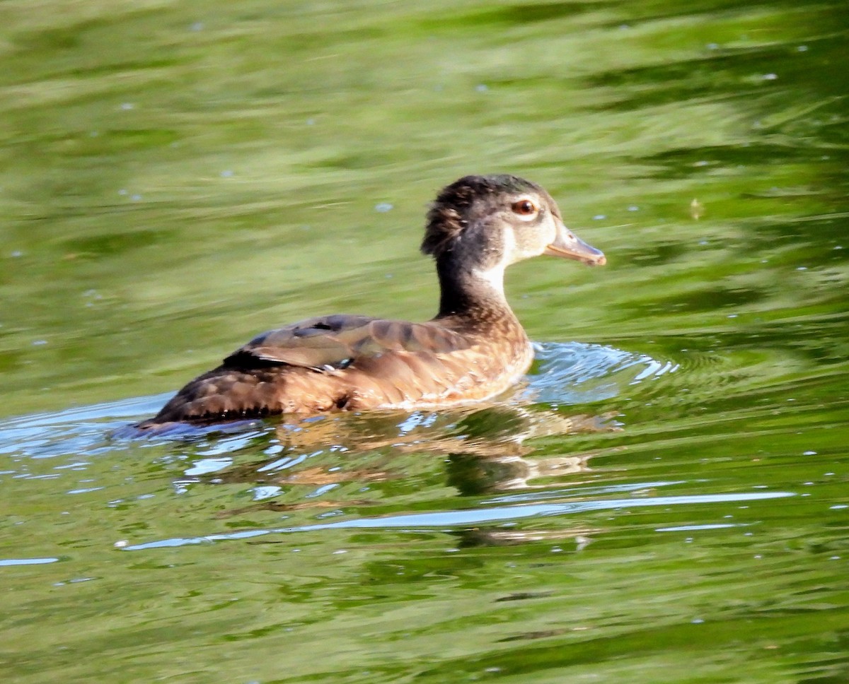 Canard branchu - ML638450960