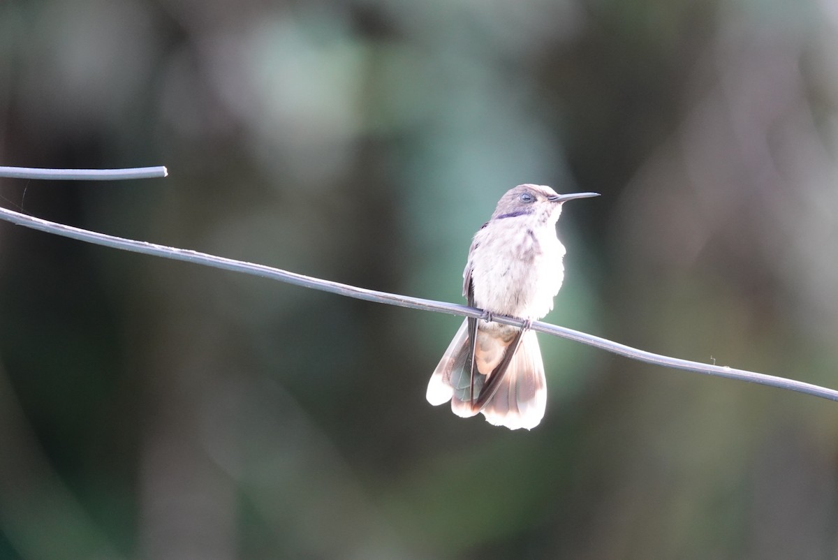 Brown Violetear - ML638450967