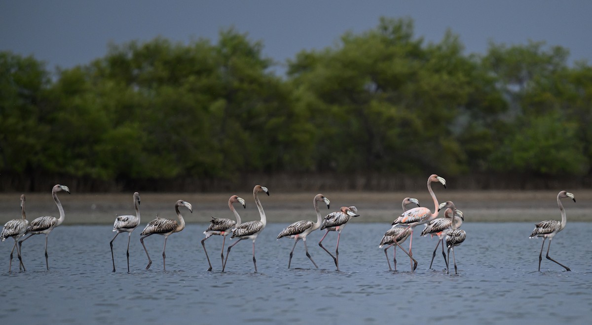 Flamant des Caraïbes - ML638450995
