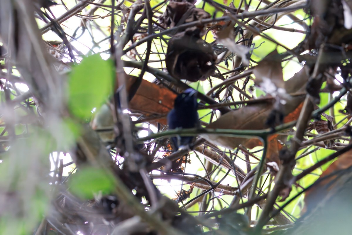 Emperor Fairywren - ML638451008