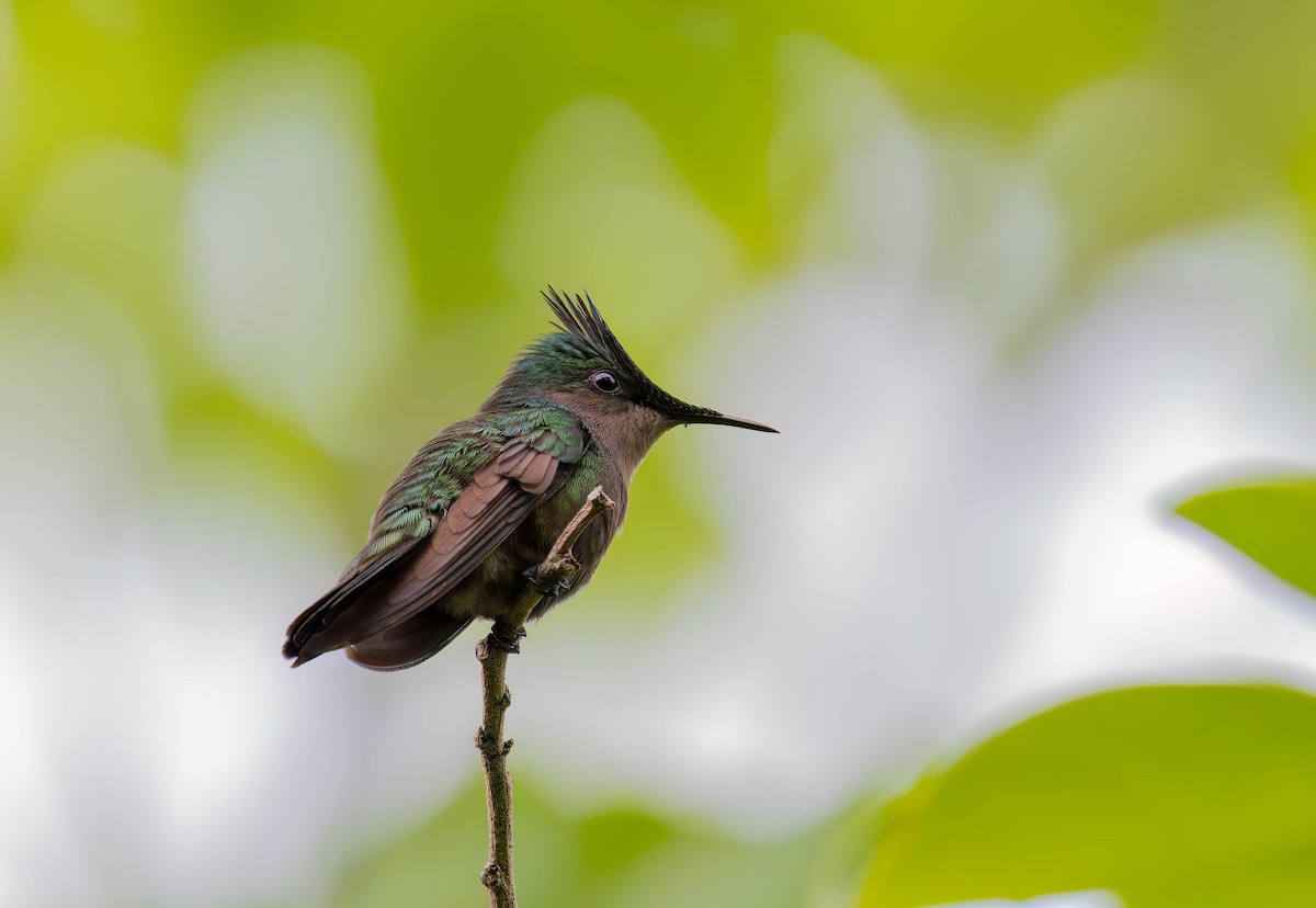 Antillenhaubenkolibri - ML638451034