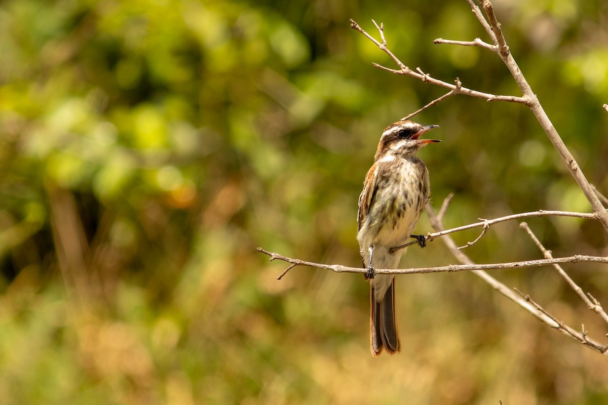 Streaked Flycatcher - ML638451104