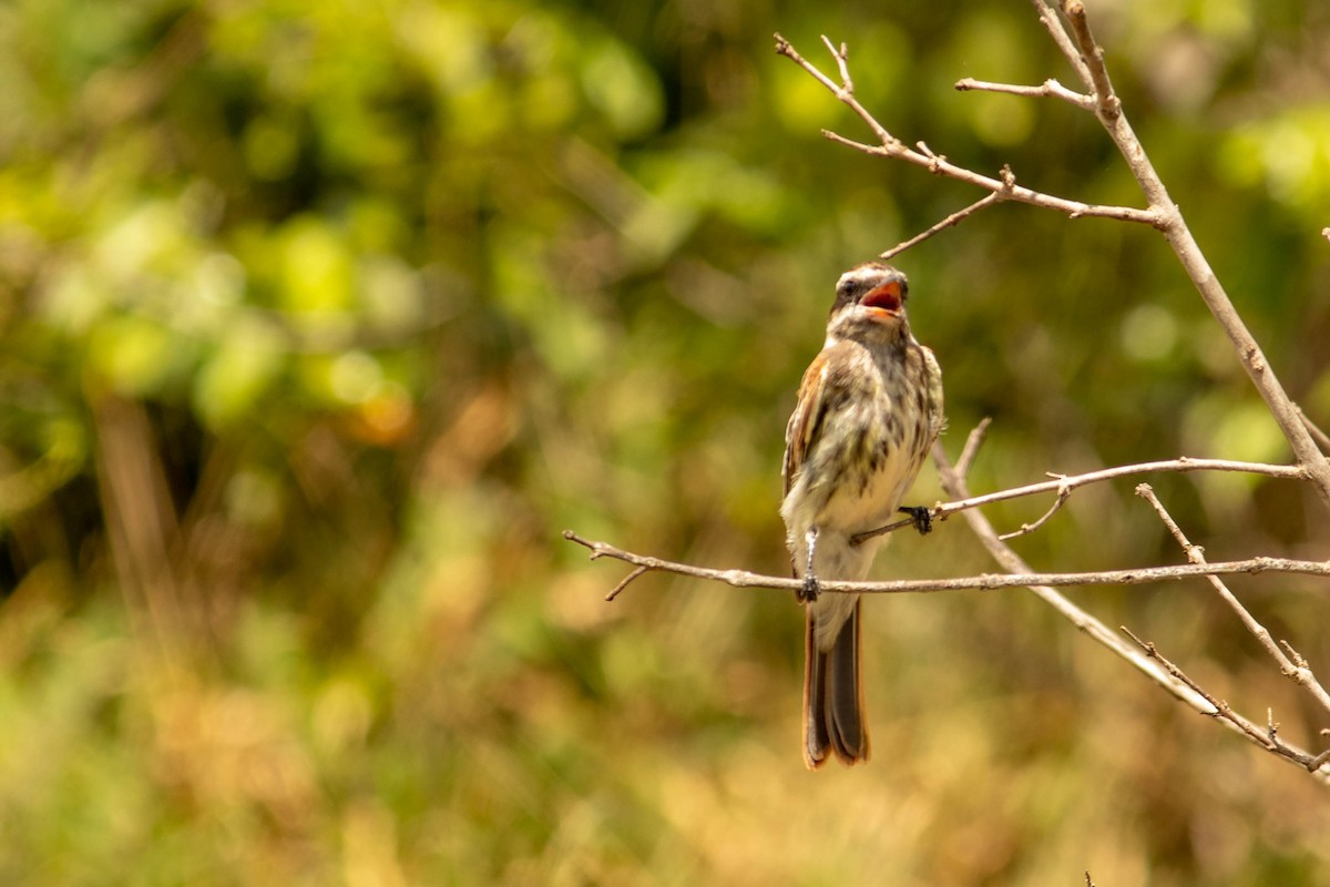 Streaked Flycatcher - ML638451105
