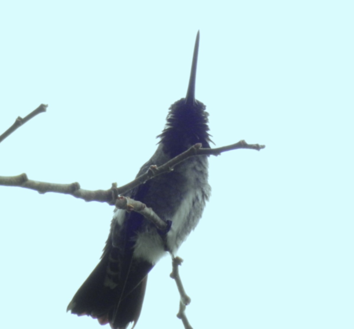 Long-billed Starthroat - ML638451164