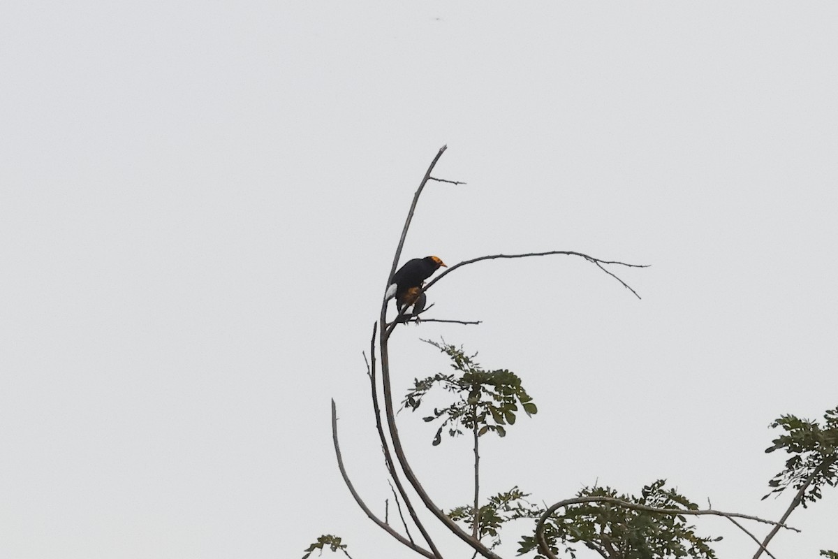 Yellow-faced Myna - ML638451188