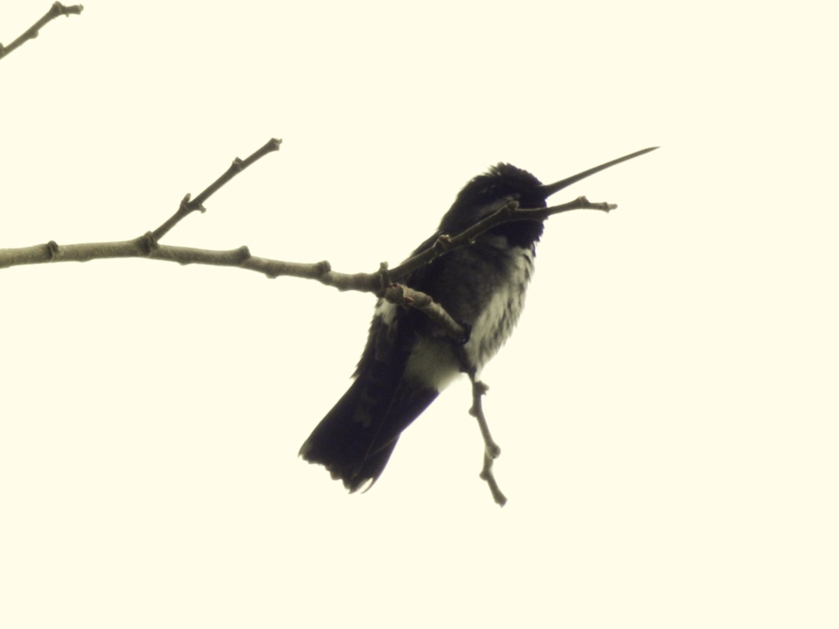 Long-billed Starthroat - ML638451204