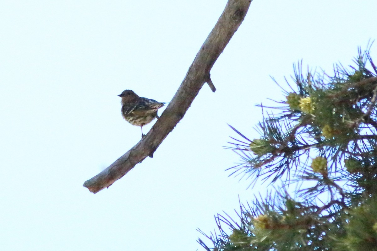 Pine Siskin - ML638451219