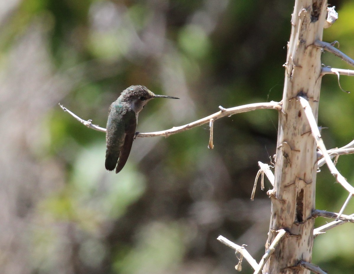 Costa's Hummingbird - ML638451243