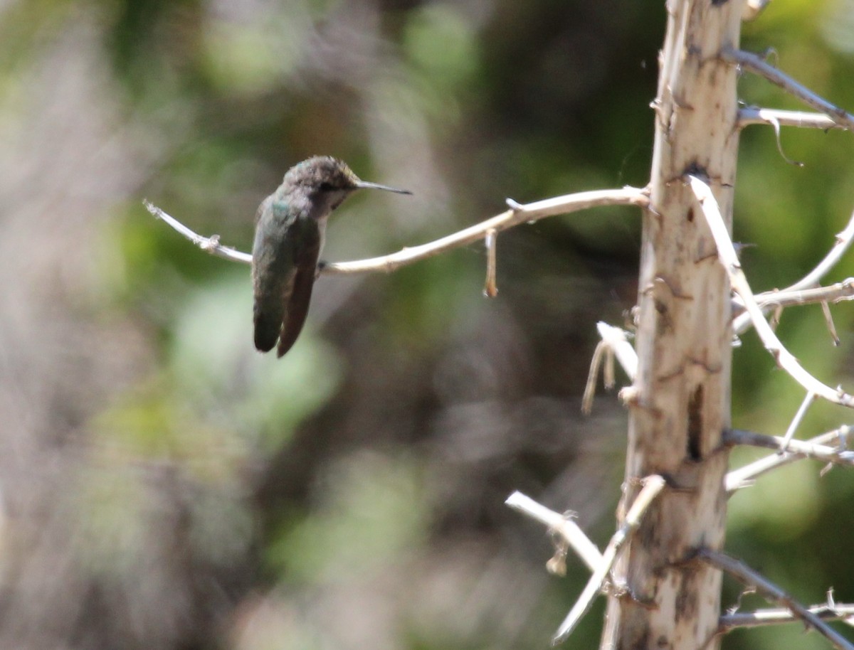 Costa's Hummingbird - ML638451245