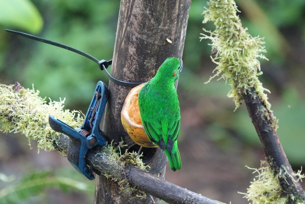 Glistening-green Tanager - ML638451257