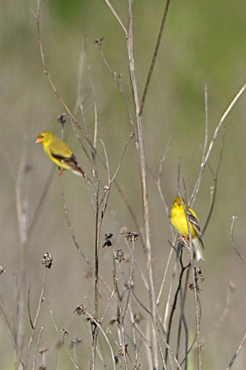 American Goldfinch - ML638451263
