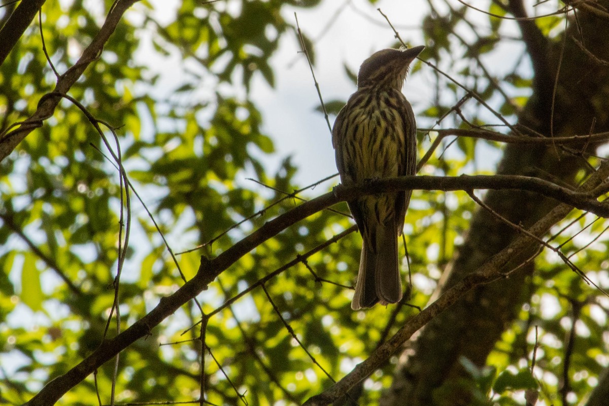 Streaked Flycatcher - ML638451282
