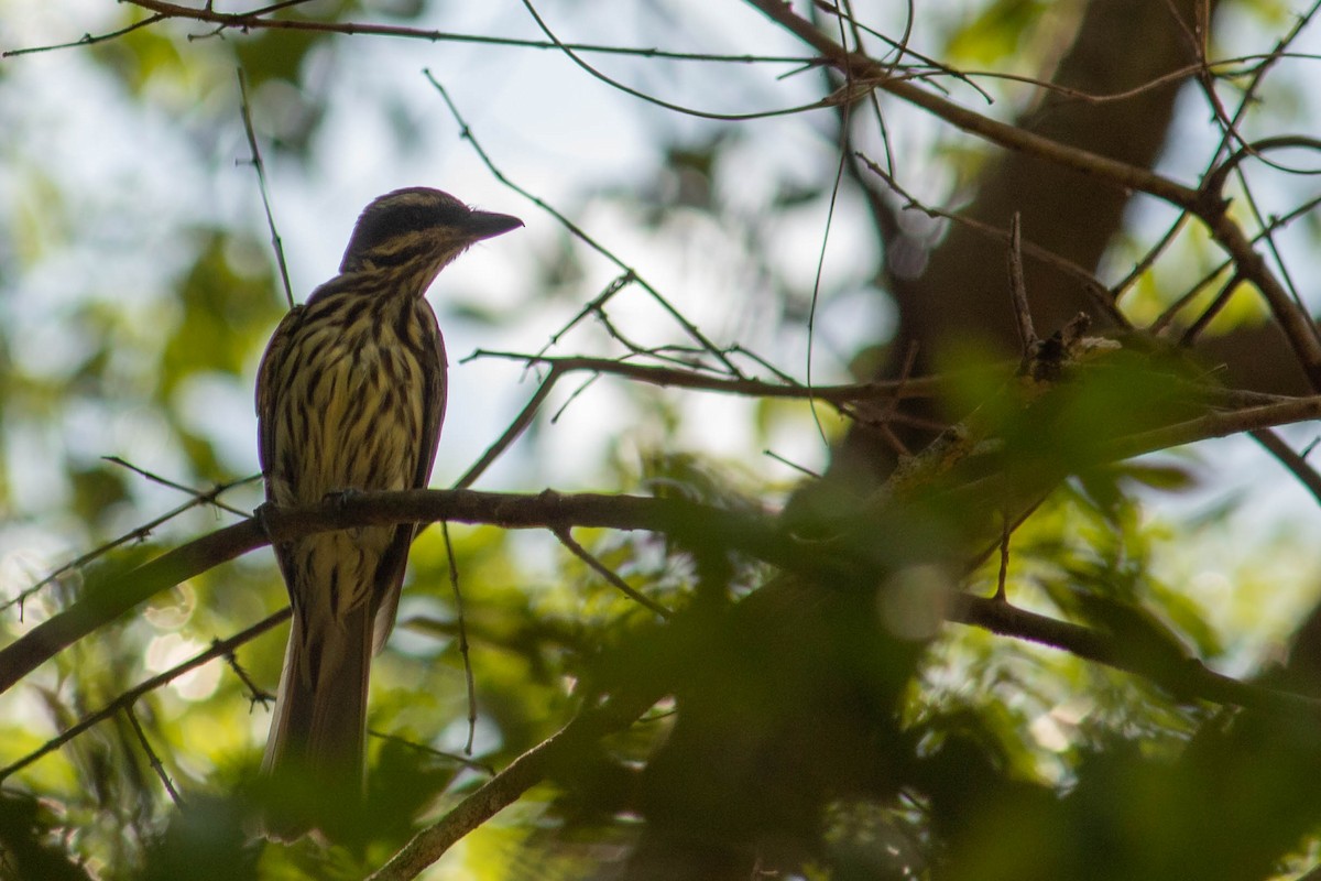Streaked Flycatcher - ML638451283