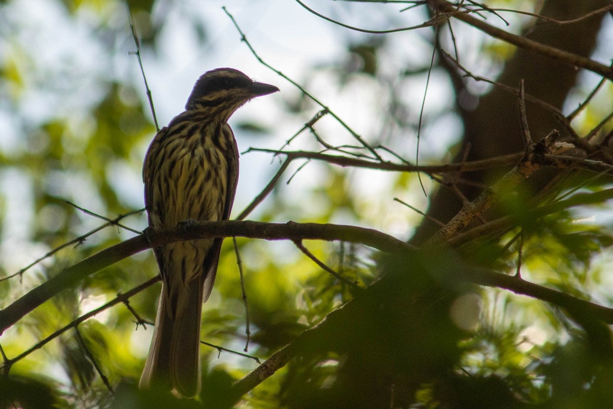 Streaked Flycatcher - ML638451284