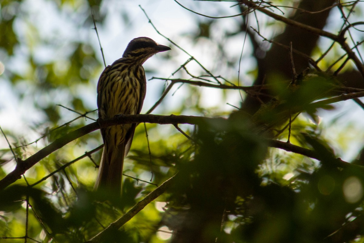 Streaked Flycatcher - ML638451285