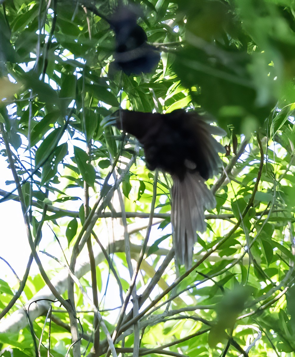 Rufous Coucal - ML638451303