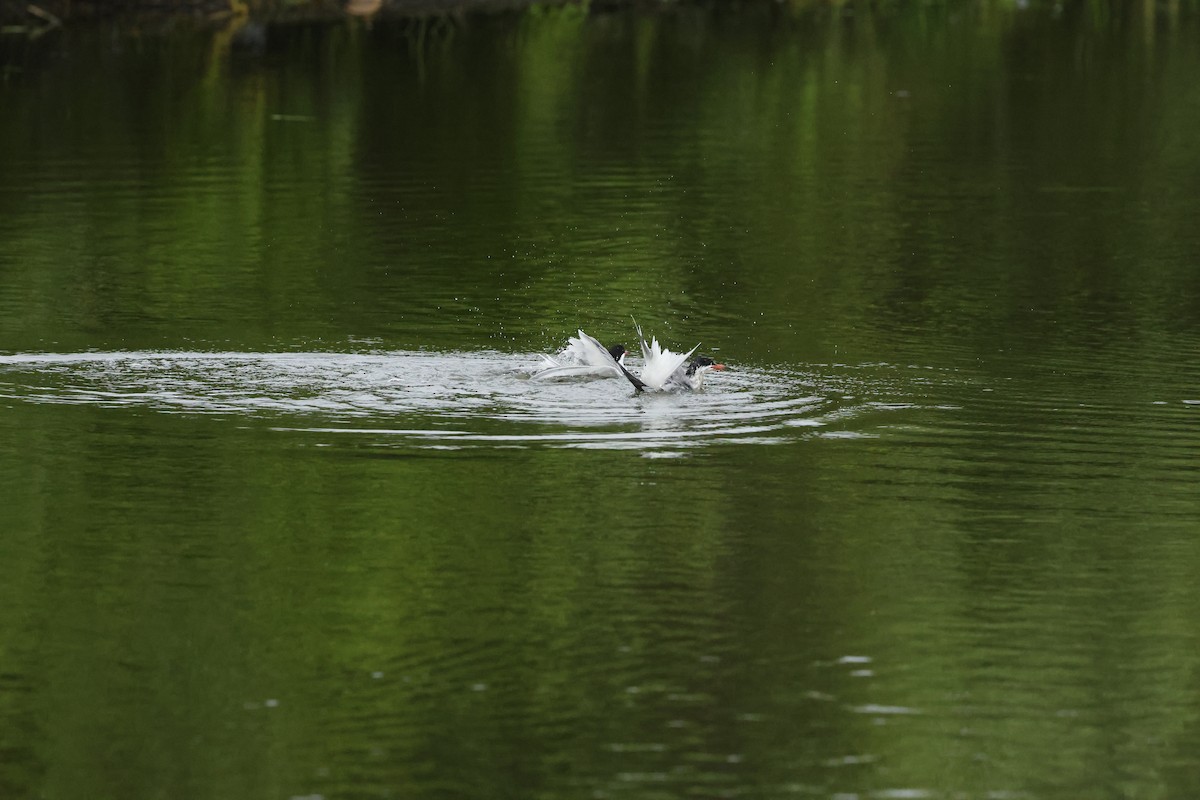 Forster's Tern - ML638451309